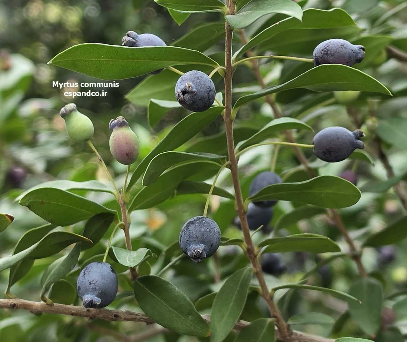  Myrtus communis 